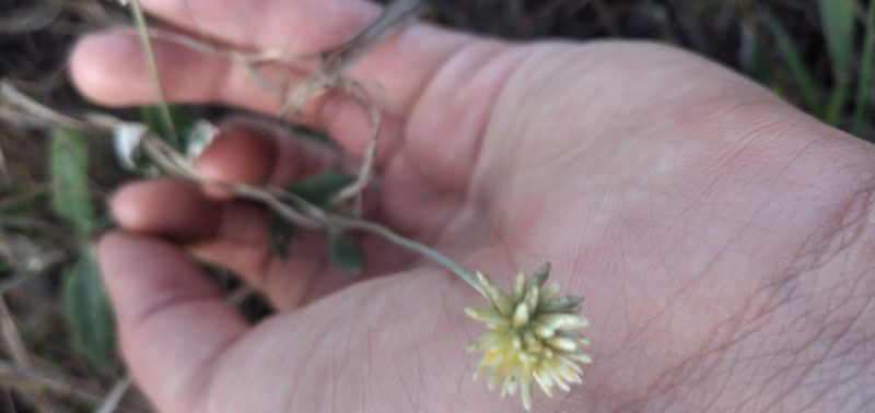 Pfaffia gnaphalioides, photographed by Fede y Vani
