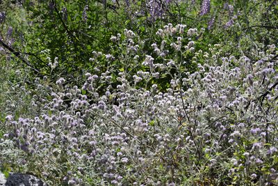 Phacelia cicutaria, photographed by velodrome