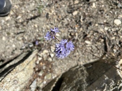Gilia capitata, photographed by arquivi