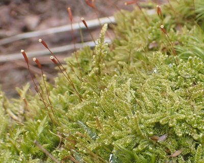 Callicladium imponens, photographed by Roger Rittmaster