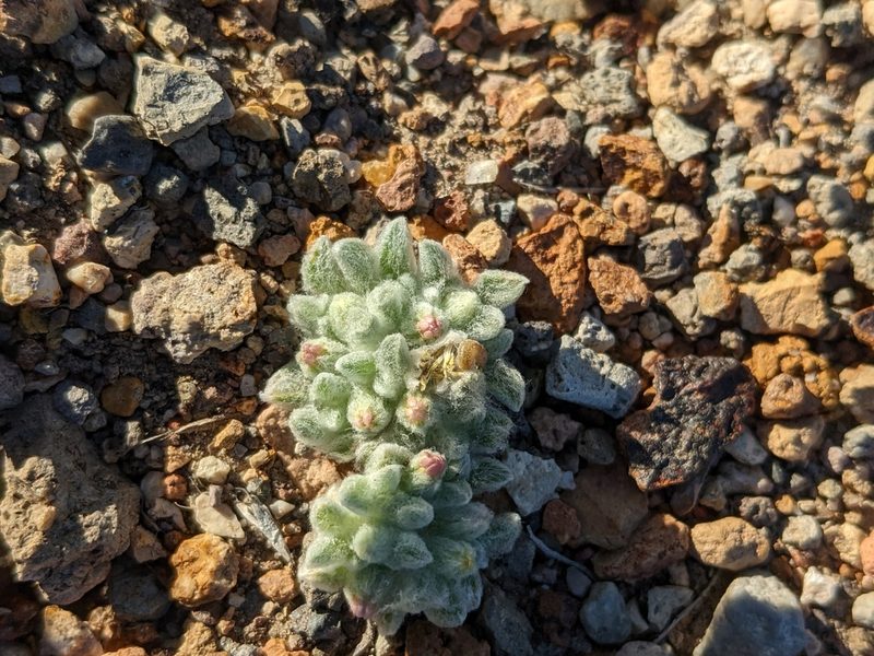 Eatonella nivea, photographed by Trevor Van Loon