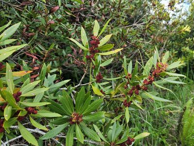 Myrica californica, photographed by Casey H. Richart