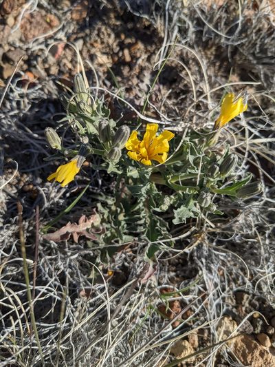 Crepis occidentalis, photographed by Trevor Van Loon