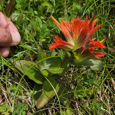 Castilleja litoralis, photographed by Casey H. Richart
