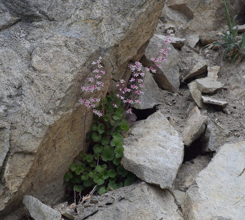 Heuchera elegans, photographed by velodrome