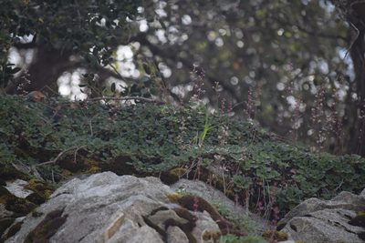 Heuchera elegans, photographed by velodrome