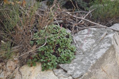 Heuchera elegans, photographed by velodrome