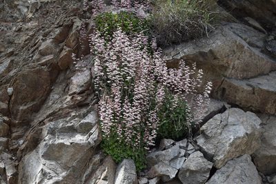 Heuchera elegans, photographed by velodrome