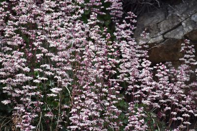 Heuchera elegans, photographed by velodrome