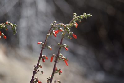 Penstemon centranthifolius, photographed by velodrome