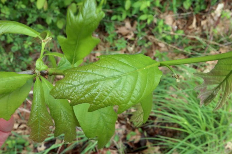 Quercus bicolor, photographed by Jeff Clark