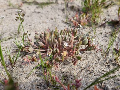 Claytonia exigua, photographed by Casey H. Richart