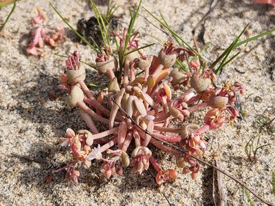 Claytonia exigua, photographed by Casey H. Richart