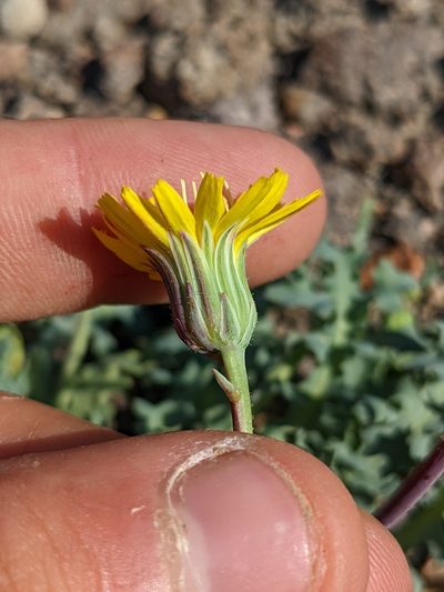 Malacothrix torreyi, photographed by Trevor Van Loon