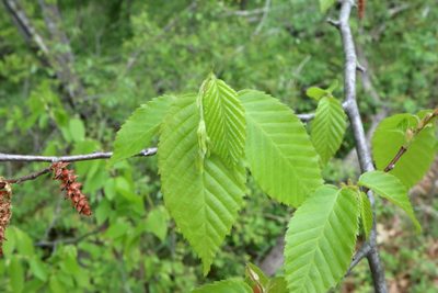 Carpinus caroliniana, photographed by Jeff Clark