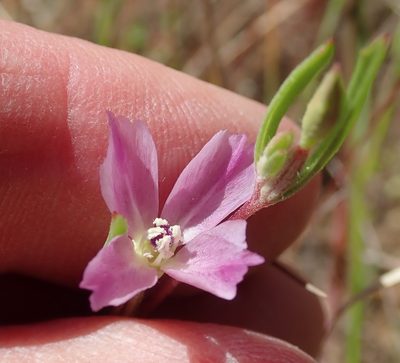 Clarkia purpurea, photographed by Henrik Kibak