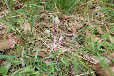 Penstemon hirsutus, photographed by Jeff Clark