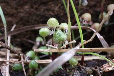 Asterella tenella, photographed by Jeff Clark