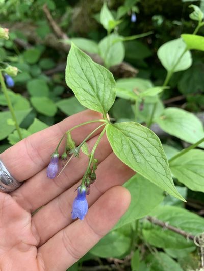 Mertensia subcordata, photographed by Kate Manning