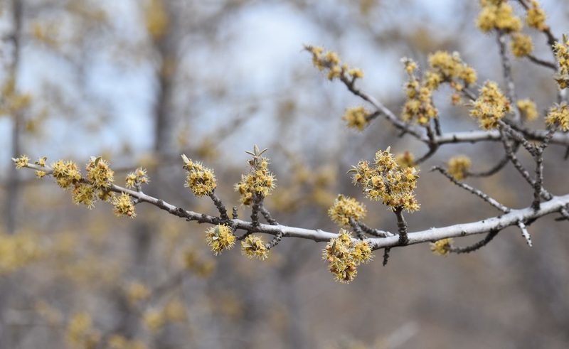 Shepherdia argentea, photographed by Eric Lamb