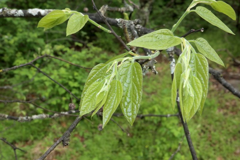 Celtis tenuifolia, photographed by Jeff Clark
