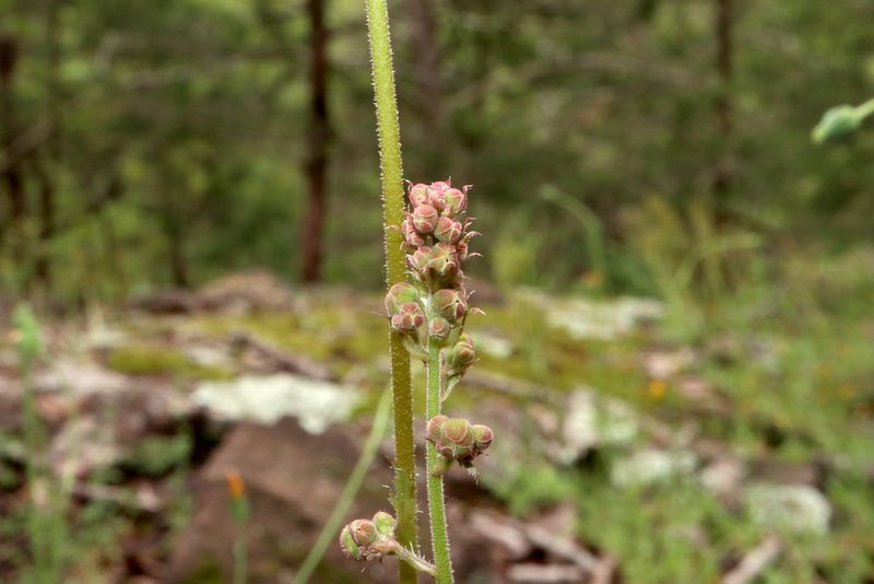 Heuchera americana, photographed by Jeff Clark