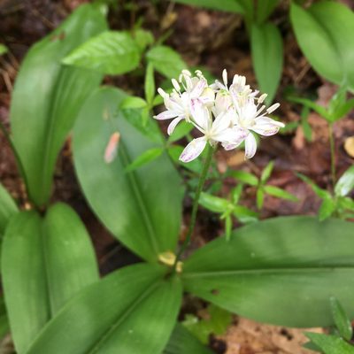 Clintonia umbellulata, photographed by sarahalder