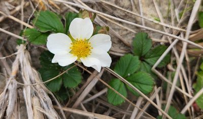 Fragaria chiloensis, photographed by Casey H. Richart