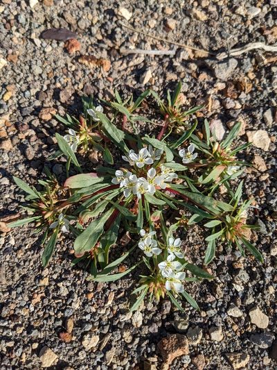 Eremothera nevadensis, photographed by Trevor Van Loon
