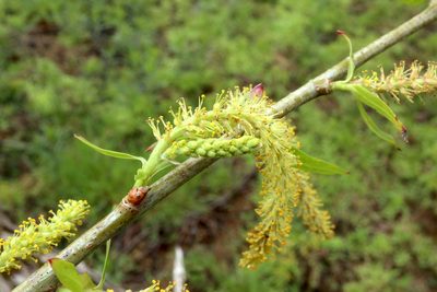 Salix nigra, photographed by Jeff Clark