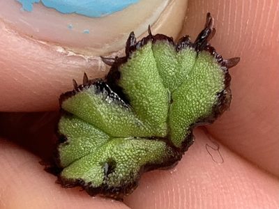 Ricciocarpos natans, photographed by Kate Manning