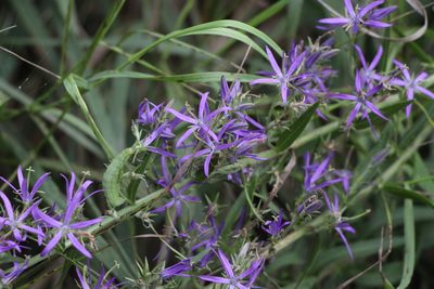 Asyneuma canescens, photographed by Liubov Ilminska