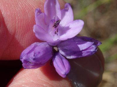 Dichelostemma capitatum, photographed by Henrik Kibak