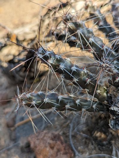 Micropuntia pulchella, photographed by Trevor Van Loon