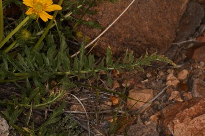 Balsamorhiza hookeri, photographed by Trevor Van Loon