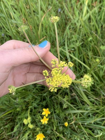Lomatium bradshawii, photographed by Kate Manning