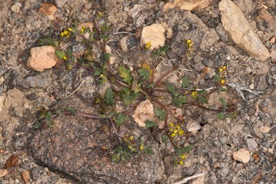 Phacelia monoensis, photographed by Trevor Van Loon