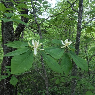 Magnolia fraseri, photographed by sarahalder
