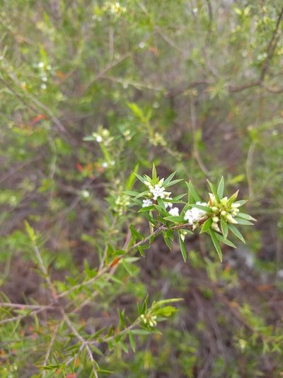 Styphelia leptospermoides, photographed by Tony van Kampen