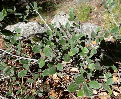 Cercocarpus betuloides, photographed by Heather Dawnstar Sabin