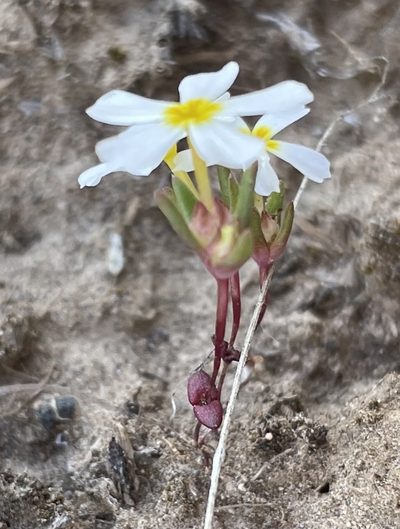 Gymnosteris nudicaulis, photographed by Mark Pollock