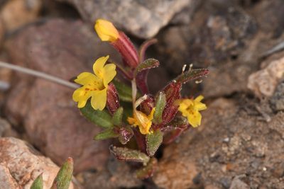 Erythranthe suksdorfii, photographed by Trevor Van Loon