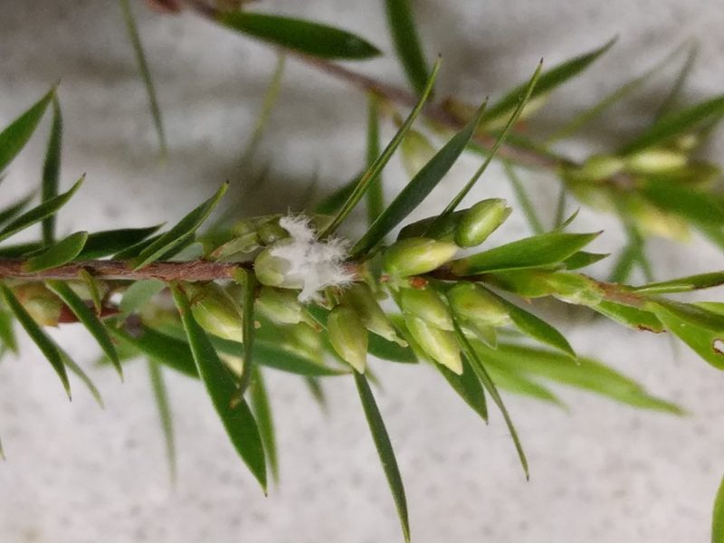 Styphelia leptospermoides, photographed by Tony van Kampen