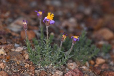 Ionactis alpina, photographed by Trevor Van Loon