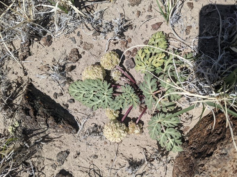 Cymopterus globosus, photographed by Trevor Van Loon