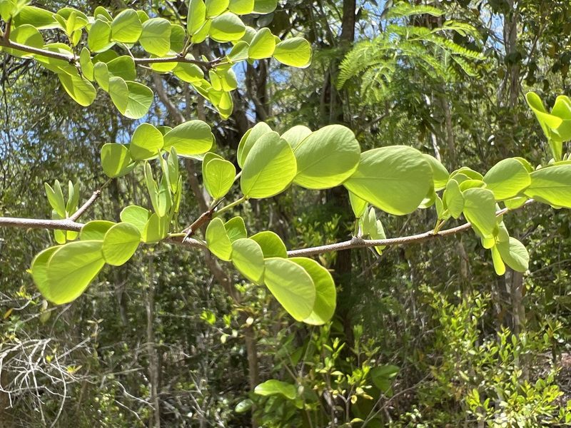 Haematoxylum campechianum, photographed by Alan Weakley