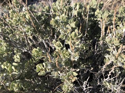 Atriplex confertifolia, photographed by Christine Rudman