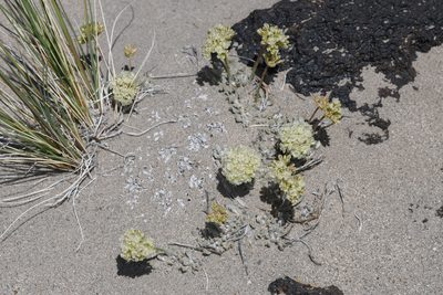 Eriogonum ovalifolium, photographed by Trevor Van Loon