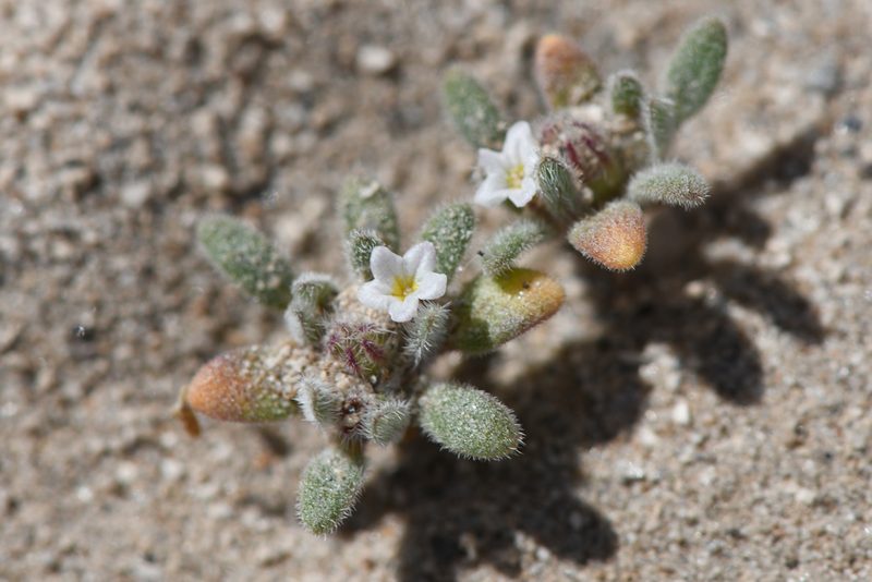 Nama densa, photographed by Trevor Van Loon