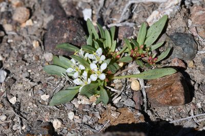 Eremothera nevadensis, photographed by Trevor Van Loon